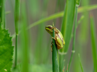 tree frog on the lookout
