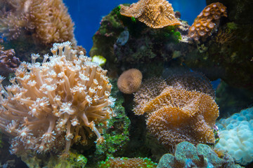 Beautiful underwater coral reaf garden
