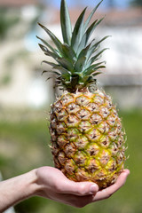 Pineapple in a hand 