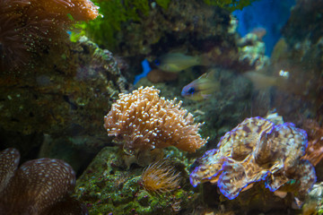 Beautiful underwater coral reaf garden