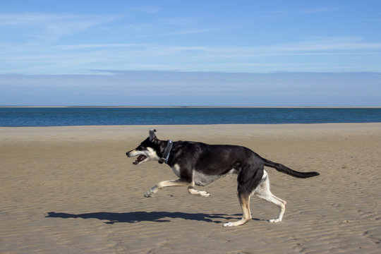 Laufender Hund am Strand