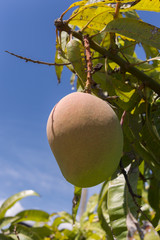 cluseup of mango hanging from the tree in Italy