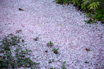 Obraz premium 桜の花びら