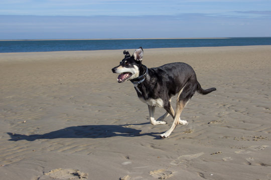 rennender hund am strand