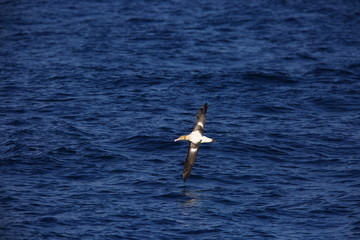 Short-tailed albatross (Phoebastria albatrus) in Japan