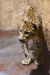 Sri Lanka Leopard - standing on a concrete floor in captivity.