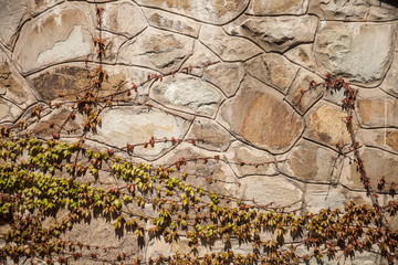 Stone wall and grapes branches