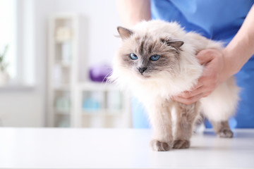 Young veterinarian examining cat on table in clinic