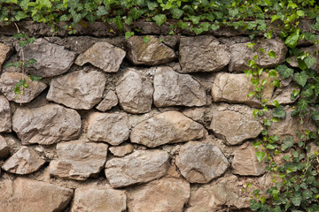 Stone wall and grapes branches