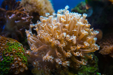 Naklejka na ściany i meble Beautiful underwater coral reaf garden