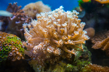 Beautiful underwater coral reaf garden