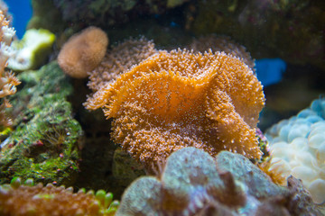 Beautiful underwater coral reaf garden