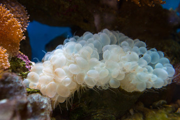 Naklejka na ściany i meble Beautiful underwater coral reaf garden