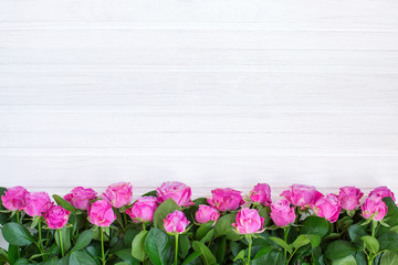 Pink roses on a white background