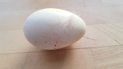 oeuf de canne,isolé