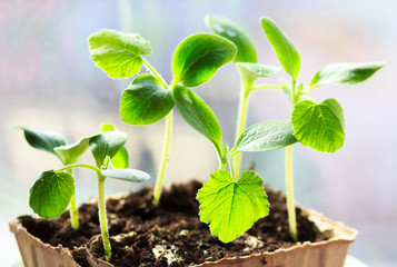 vegetable marrow
 seedlings in a peat pot