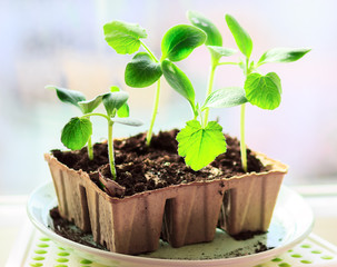 vegetable marrow
 seedlings in a peat pot