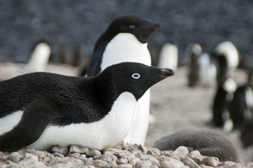 Paulet Island Antarctica, adelie penguin on pebble nest
