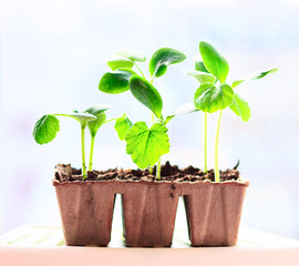 vegetable marrow
 seedlings in a peat pot