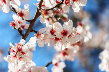 Blossoming Almond Tree