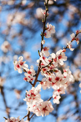 Blossoming Almond Tree