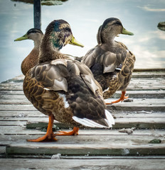 Mallard duck