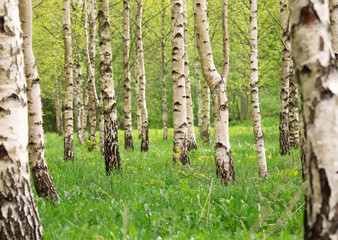 birch tree forest in morning light with sunlight