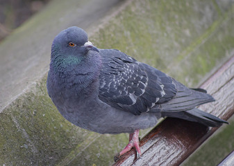 Paloma gris