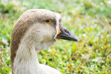 Goose walking and sitting on the grass in a zoo near a pond in warm spring day