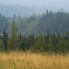 Trees in a field, British Columbia, Canada
