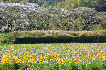 Flower garden in the country