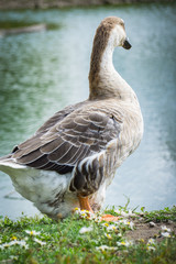 Goose walking and sitting on the grass in a zoo near a pond in warm spring day