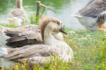 Goose walking and sitting on the grass in a zoo near a pond in warm spring day