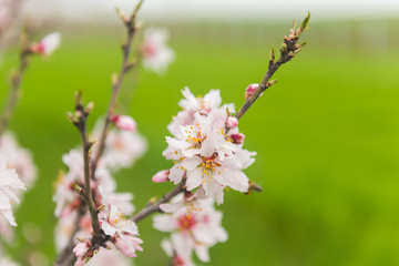 Flowering fruit trees in spring orchard