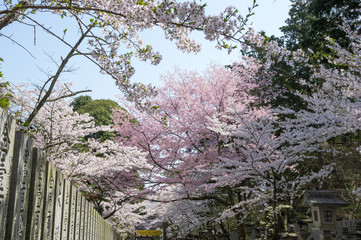 金刀比羅宮の桜　(香川県琴平町)
