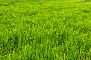 Natural green grass background