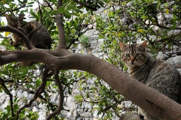 イタリアの猫