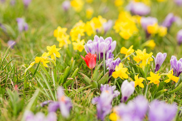 Krokusy - pierwsze kwiaty wiosny 