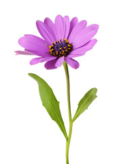 Wonderful violet Daisy (Marguerite, Bornholmmargerite) isolated on white background.