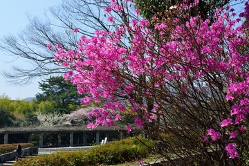 Obraz premium 別府公園