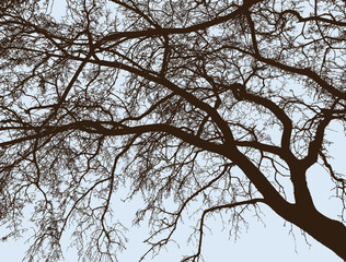 The branches of deciduous tree in winter