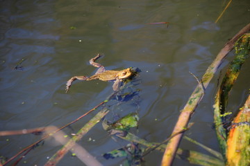 Erdkröte im Teich