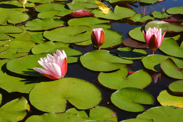 Pond with water lilies (Seerosen) in the spring sun.