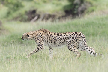 Cheetah (Acinonix jubatus) hunting on savanna, Masai Mara, Kenya