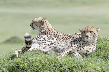 Two Cheetah (Acinonix jubatus) lying down on hill in savanna, Masai Mara, Kenya
