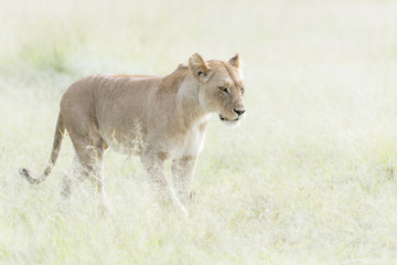 Obraz na płótnie Canvas Lioness (Panthera leo) walking in savannah, Masai Mara, Kenya
