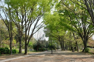 Fototapeta premium 井之頭公園