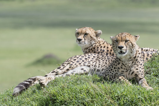 Two Cheetah (Acinonix jubatus) lying down on hill in savanna, Masai Mara, Kenya