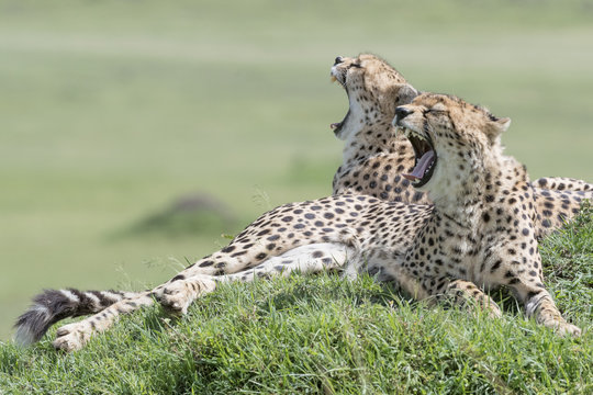 Two Cheetah (Acinonix jubatus) lying down on hill in savanna, yawning, Masai Mara, Kenya