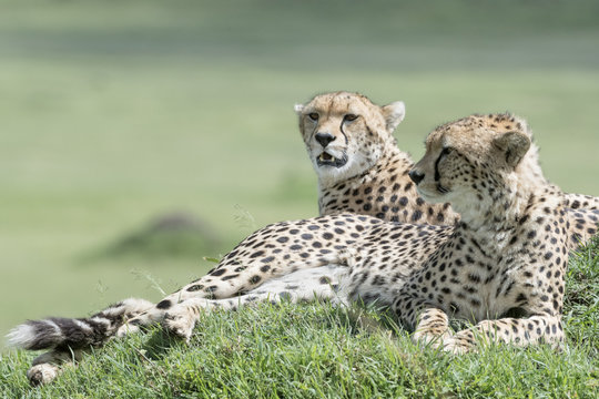 Two Cheetah (Acinonix jubatus) lying down on hill in savanna, Masai Mara, Kenya